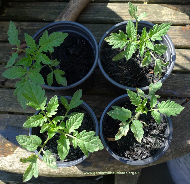 Cipano tomato seedlings