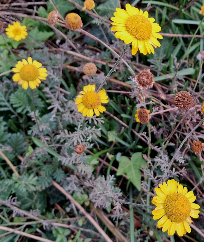 cota tinctoria
