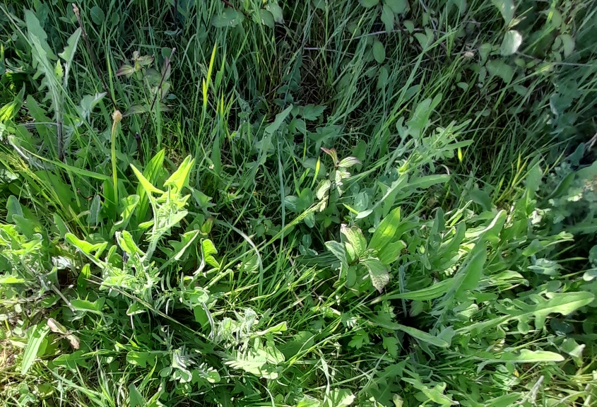Crepis vesicaria Swanscombe Marshes
