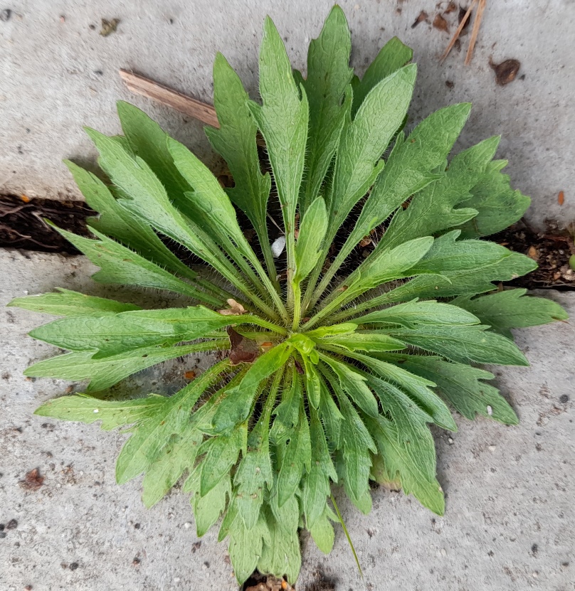 erigeron canadensis horseweed