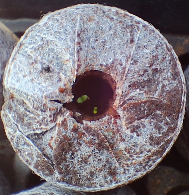 fothergills plantable pellets