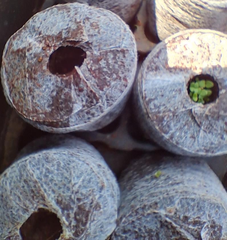 fothergills plantable pellets