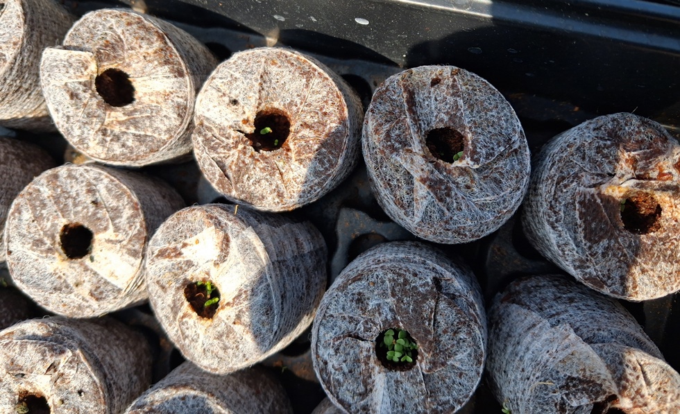 fothergills plantable pellets