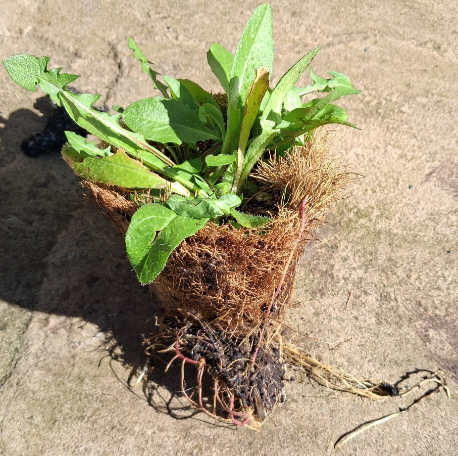 fothergills plantable pots