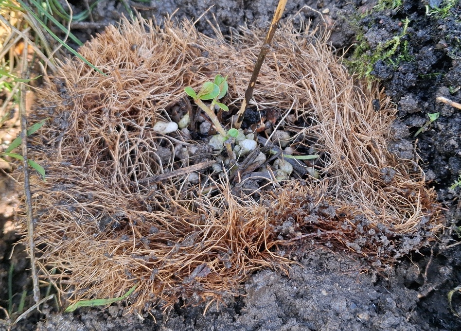Fothergills Plantable Pot with purple loosestrife seedling