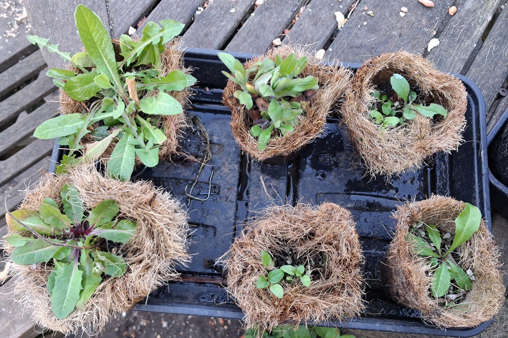 fothergills plantable pots