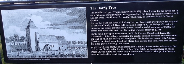 hardy tree