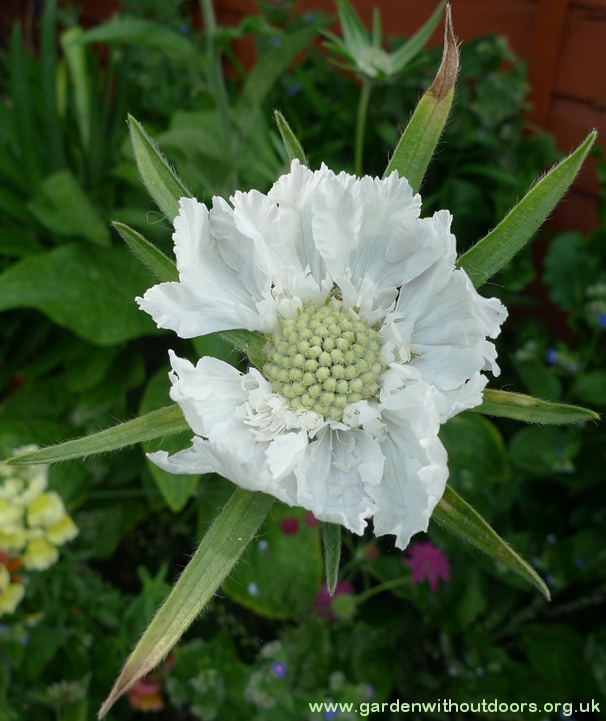 House's Novelty scabious