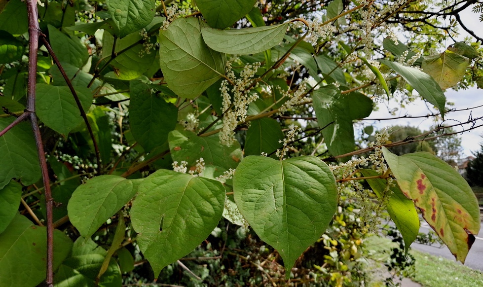 japanese knotweed