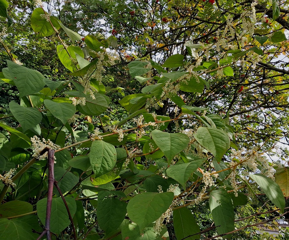 japanese knotweed