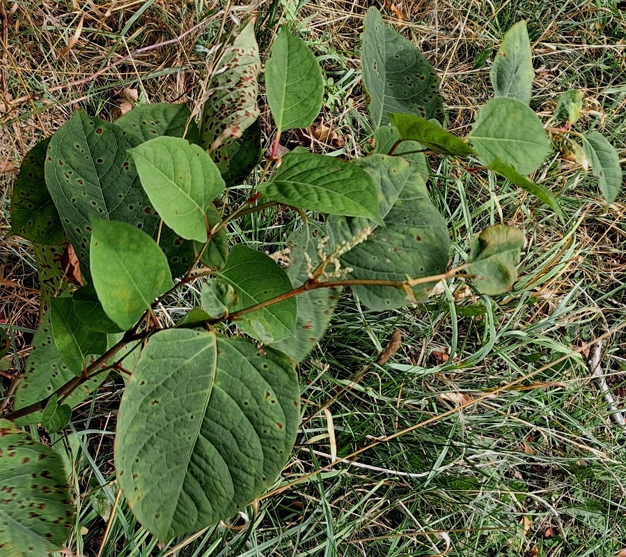 japanese knotweed