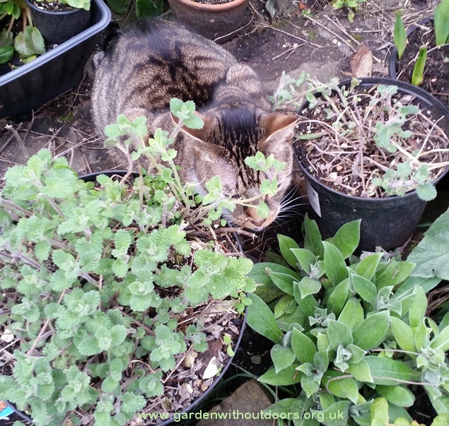 cat with nepeta