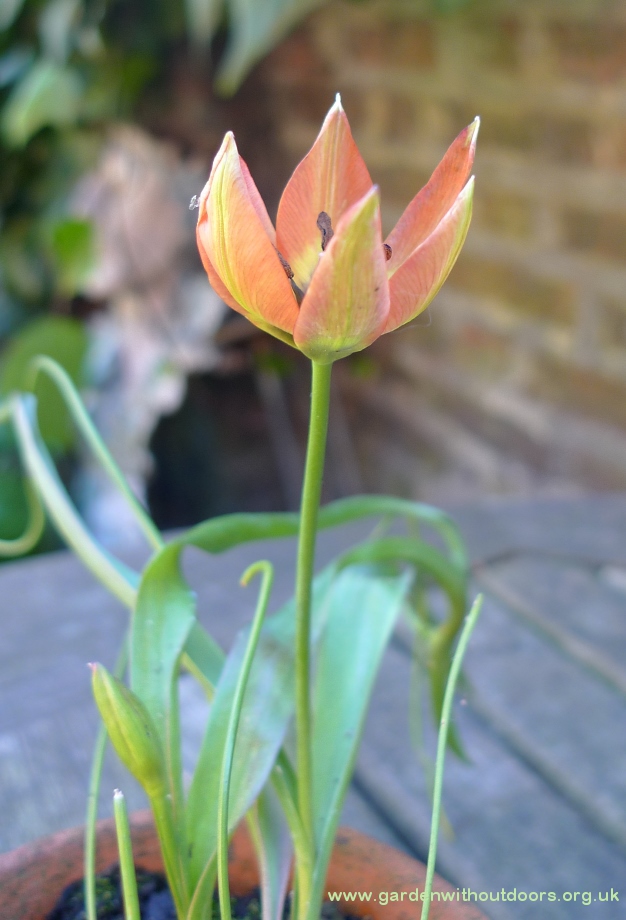 Little Princess tulip
