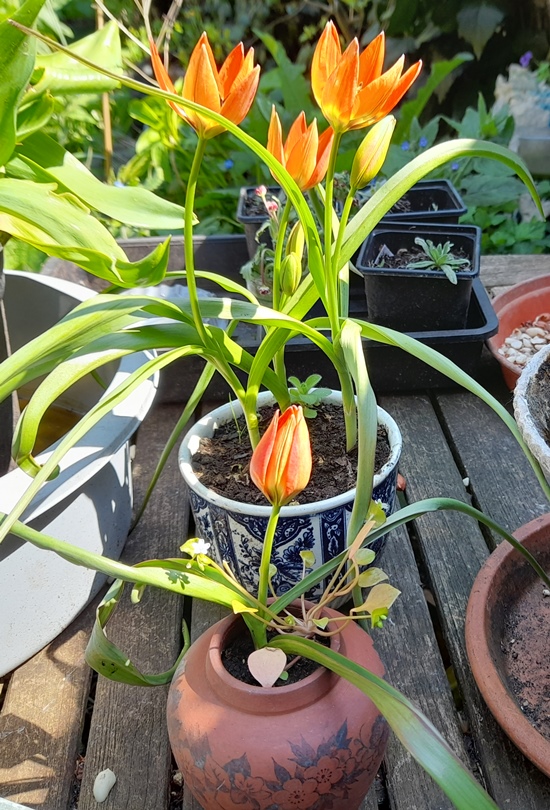Little Princess tulips