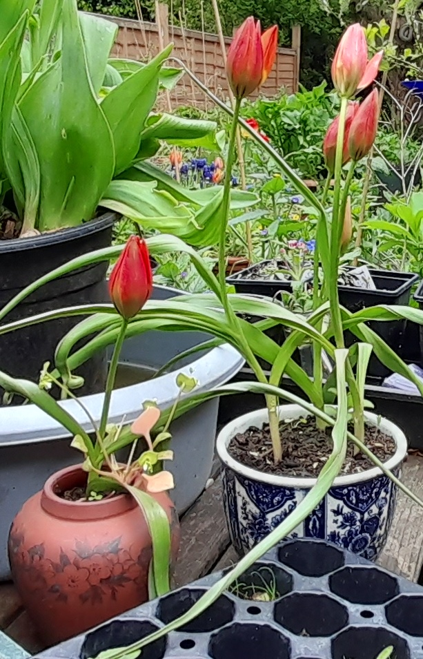 Little Princess tulips