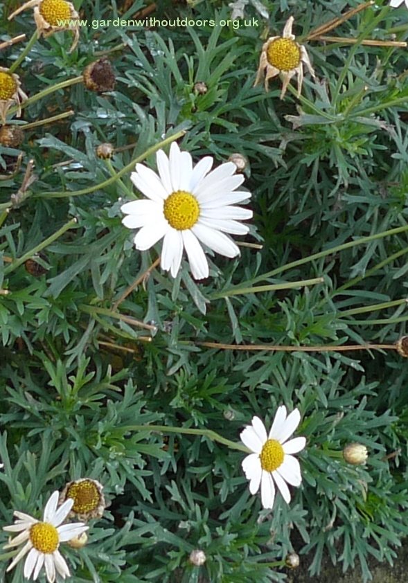 marguerite daisy arhyranthemum frutescens