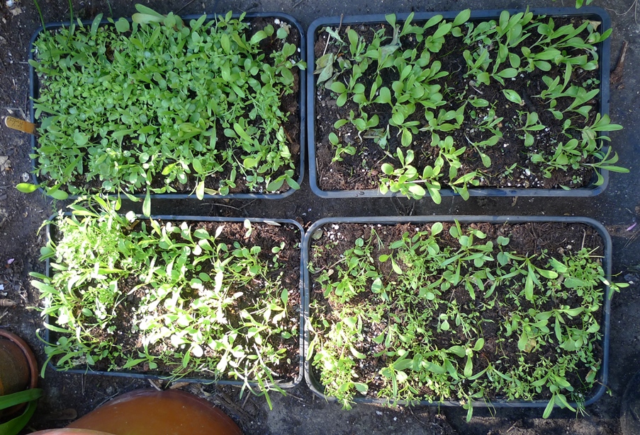 sainsburys seedlings