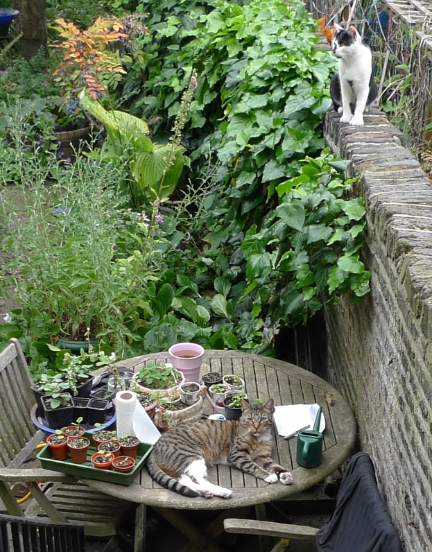 cats in the garden