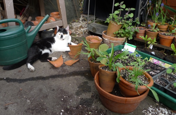 cat with seed trays