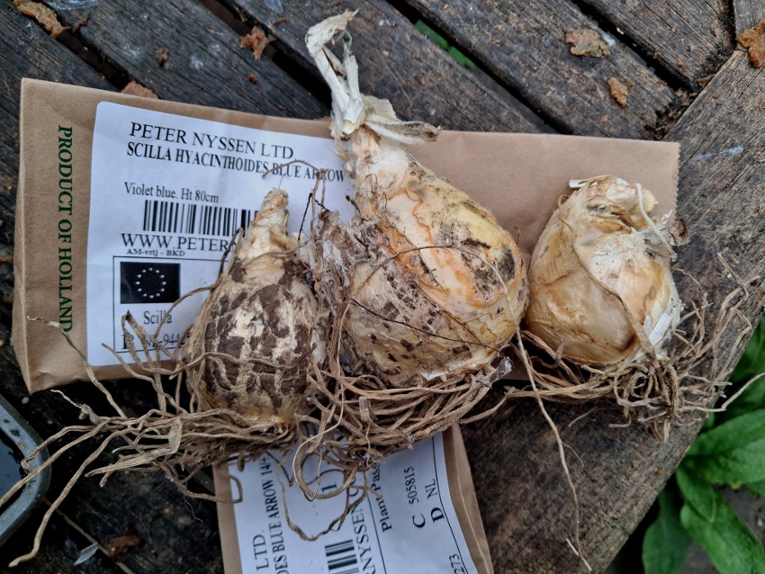 scilla hyacinthoides