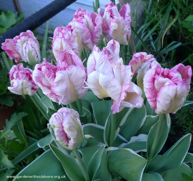 Silver Parrot tulips