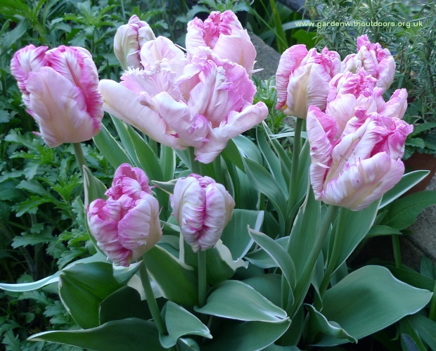 Silver Parrot tulips