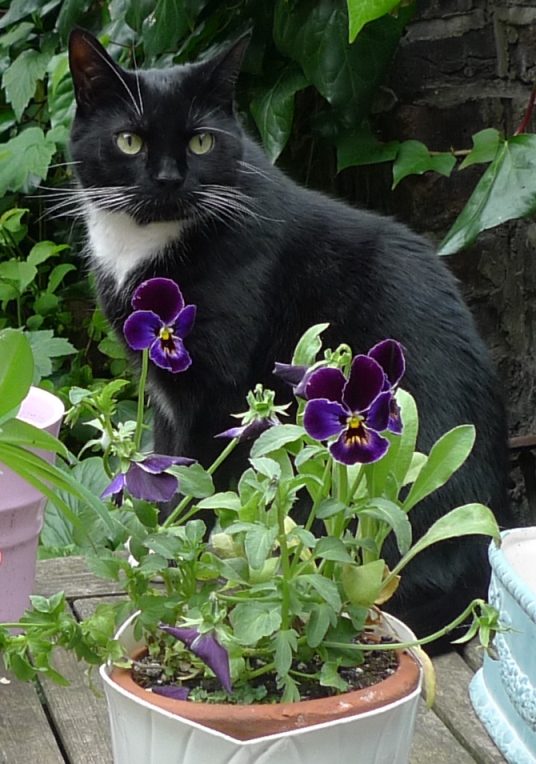 pansies and tuxedo cat
