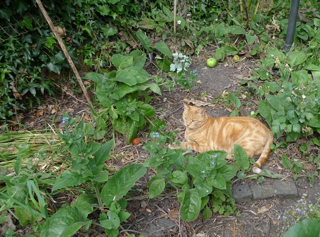 dry garden with ginger cat