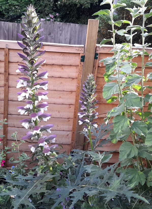 acanthus spinosis