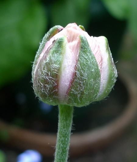 anemone in bud
