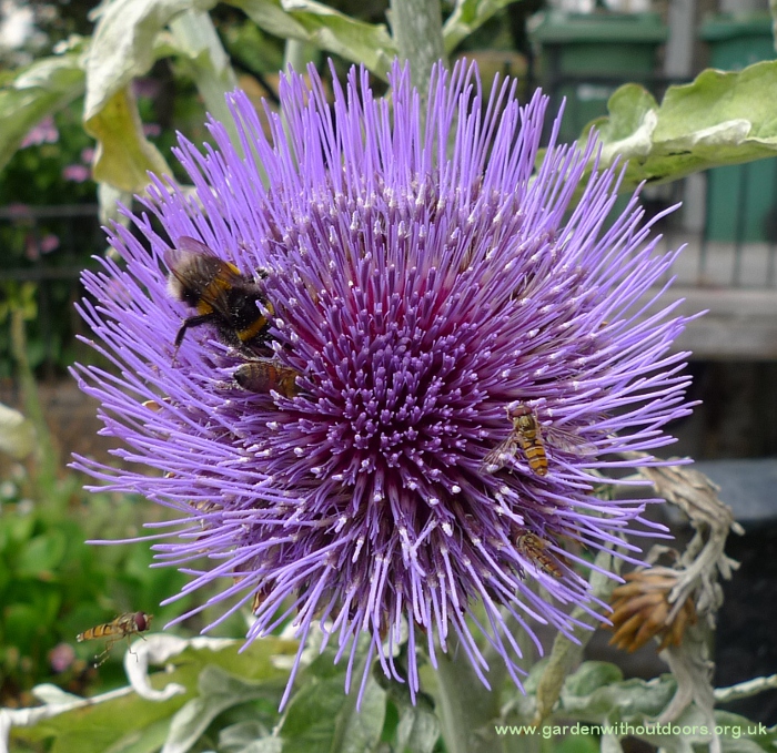 artichoke with bees