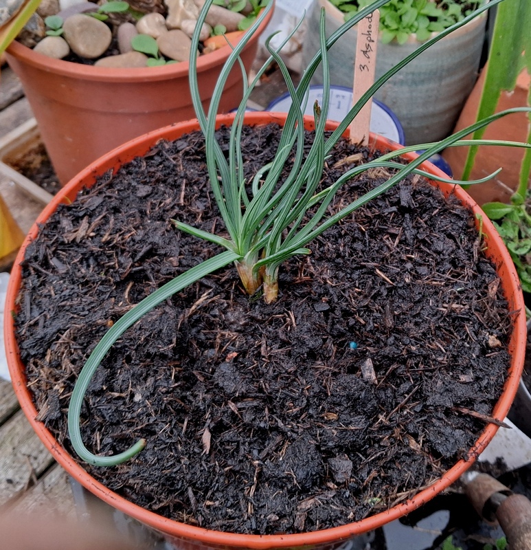 asphodel
