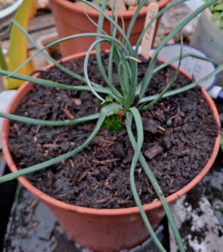 asphodel