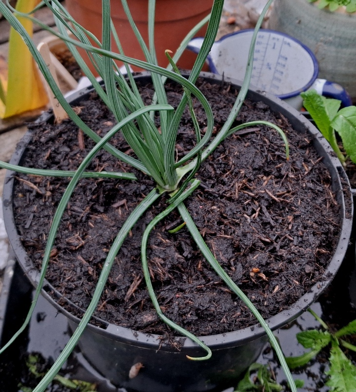 asphodel