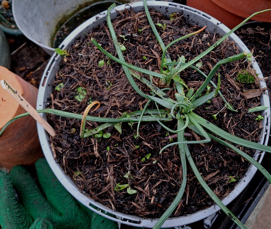 asphodel