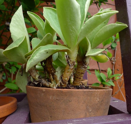 auricula offshoots