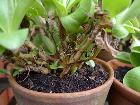 auricula offshoots