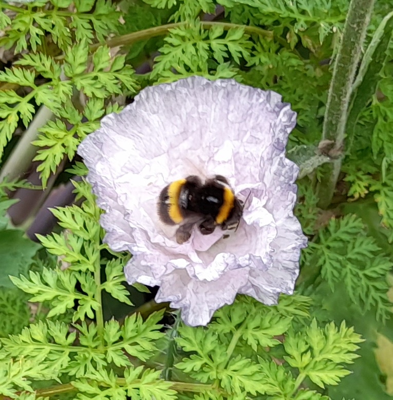 amazing grey poppy with bee