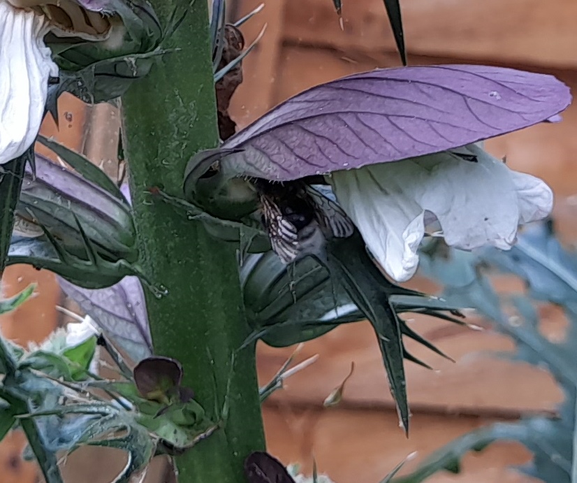 acanthus with bee