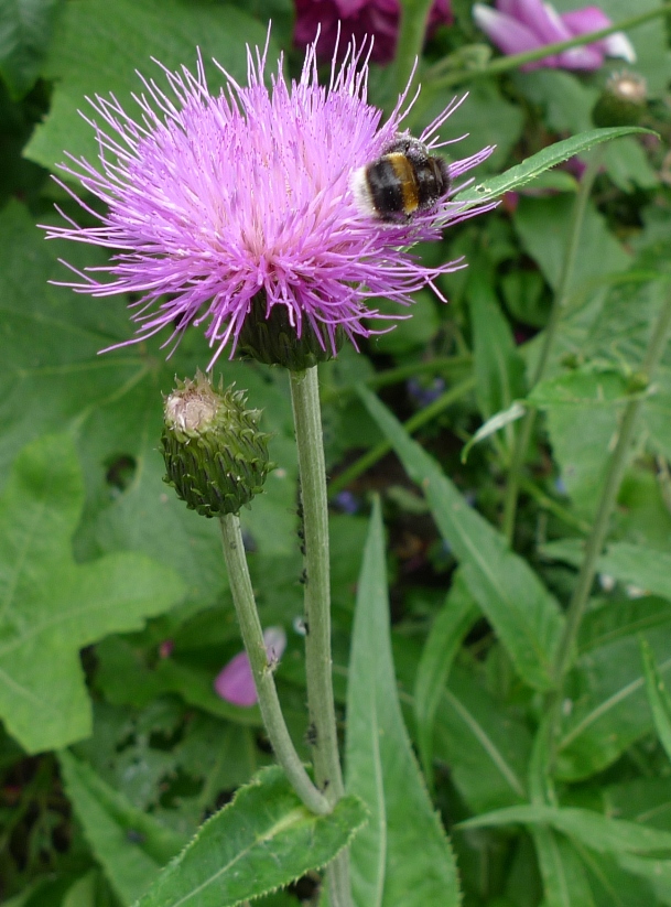 bee on melancholy thistle