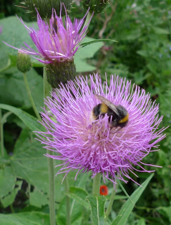 bee in melancholy thistle