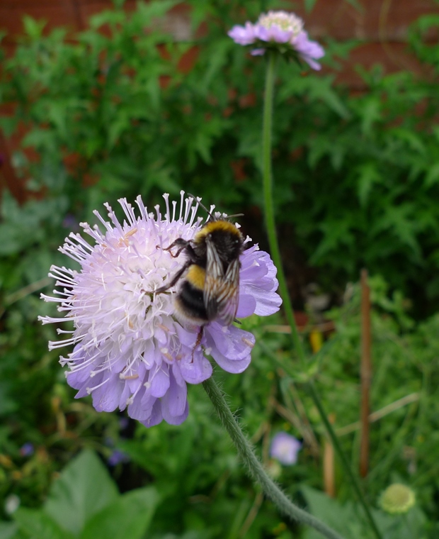 bee on scabious