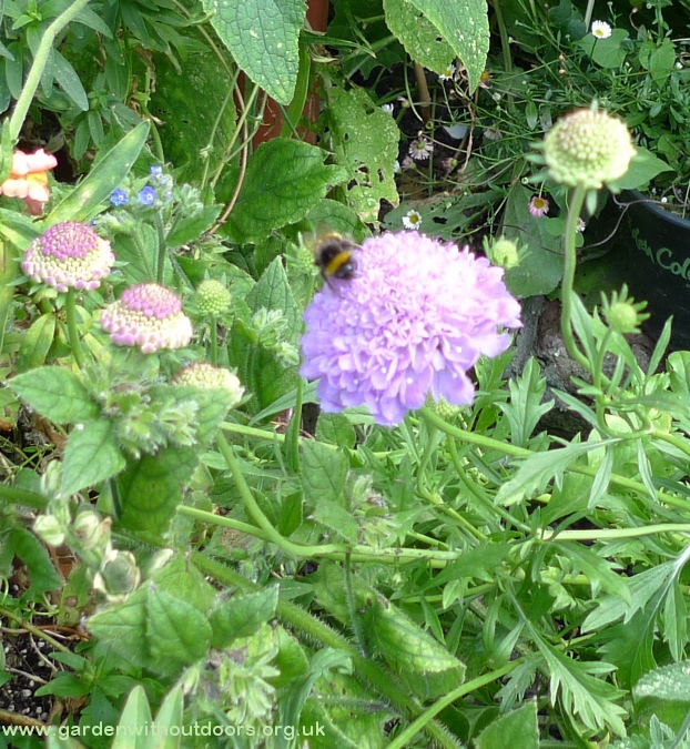 bee on scabious blue cushion