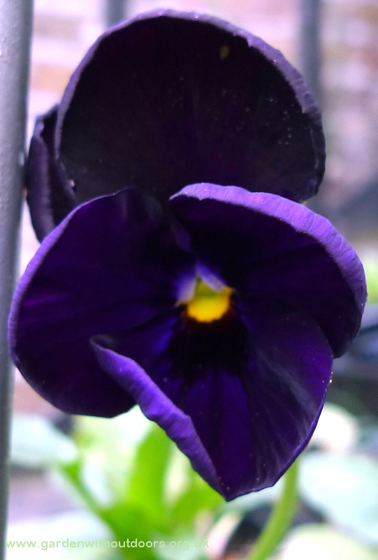 black viola