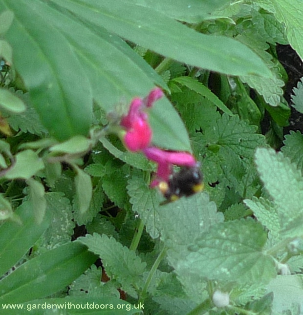 blackcurrant sage with bee