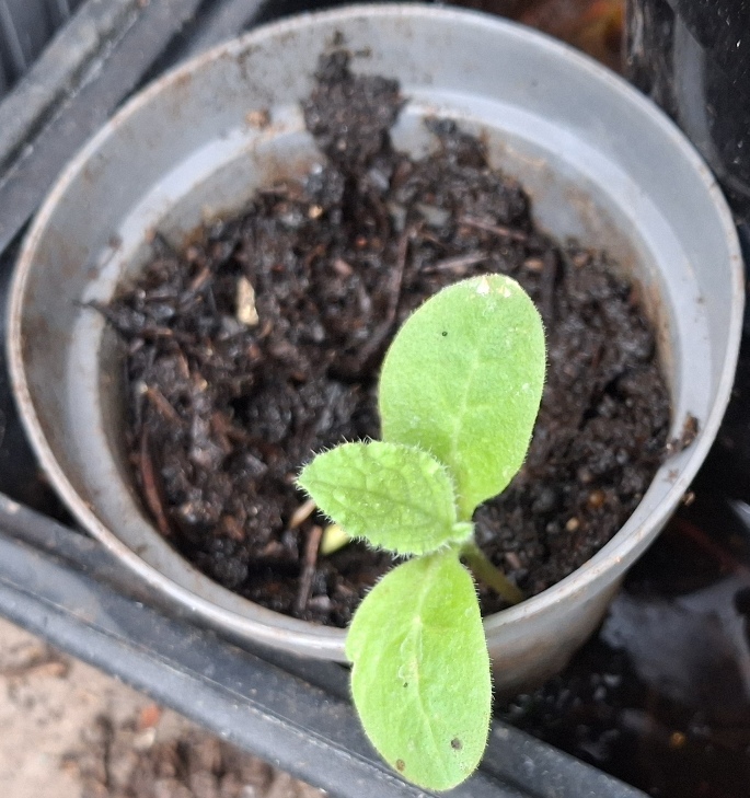 borage