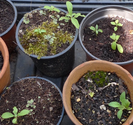 buddleja seedlings