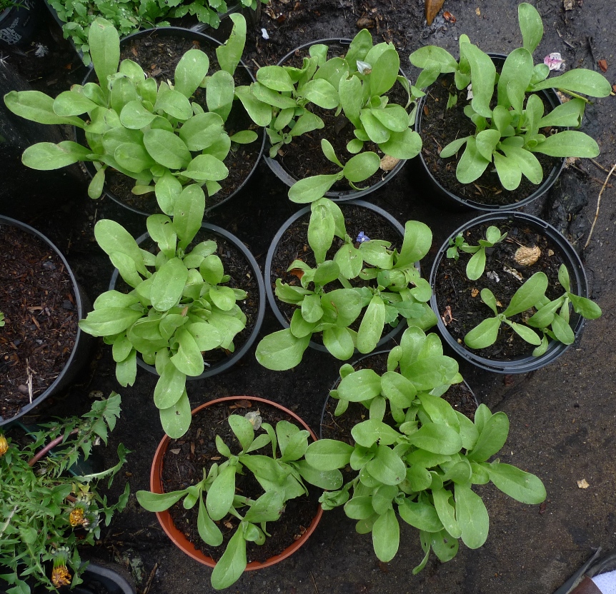 calendula seedlings