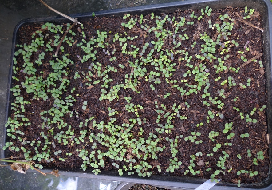 candytuft seedlings
