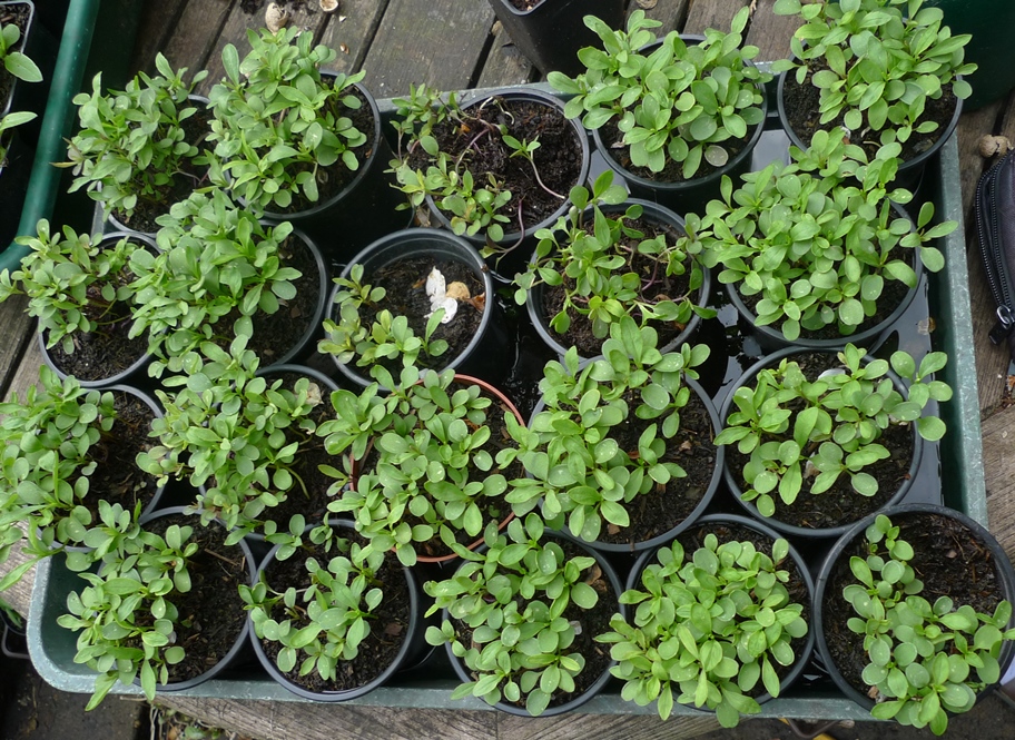 candytuft seedlings